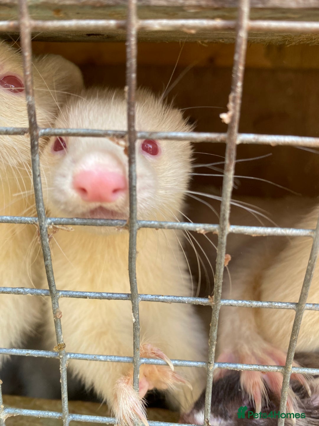 Ferret rodents for sale: Ferrets  - Image 6