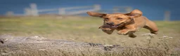 Labrador Retriever dogs for sale: Outstanding Litter of Fox Red Labrador Puppies  in Carmarthen - Advert 4
