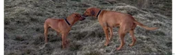 Rhodesian Ridgeback dogs for sale: 🦁RHODESIAN RIDGEBACKS PUPPIES🦁  - Advert 2