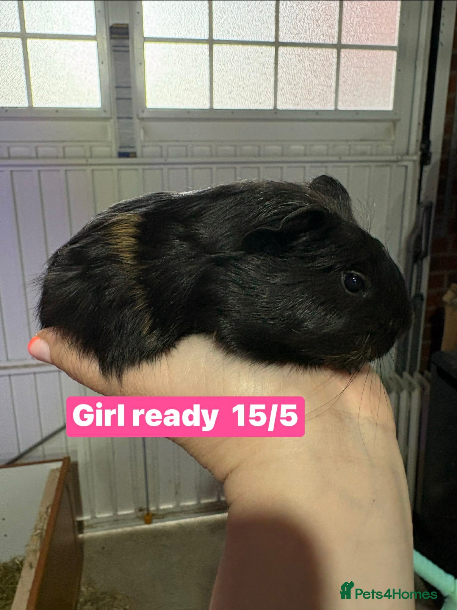 Guinea Pig rodents Guinea pigs available  - Advert 16