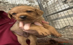 Labrador Retriever dogs for sale: KC reg health tested lab pups  - Image 10
