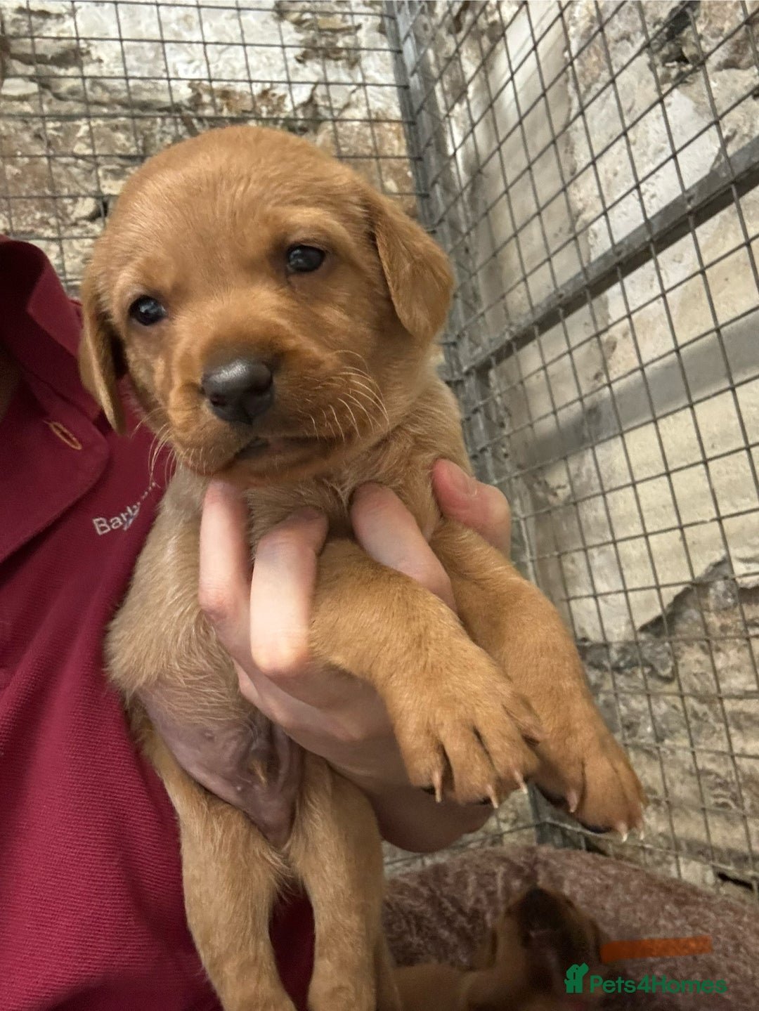 Labrador Retriever dogs for sale: KC reg health tested lab pups  - Image 10