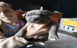 American Bulldog dogs for sale: 4 gorgous pups - Image 9