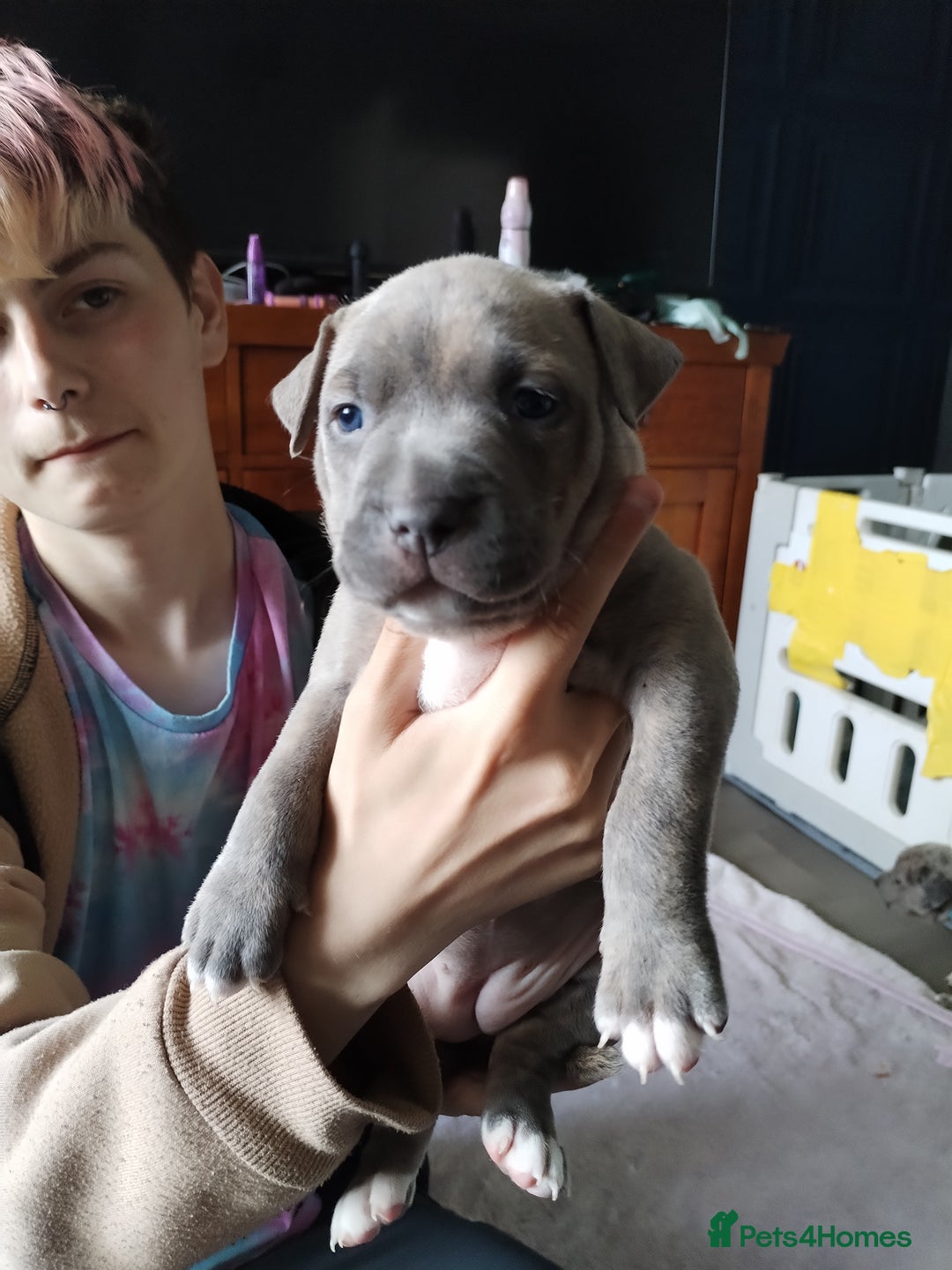 American Bulldog dogs for sale: 4 gorgous pups - Image 9