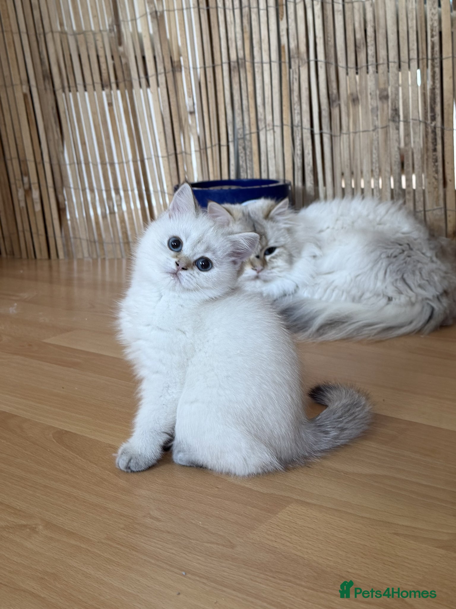 British Shorthair Kitten 4