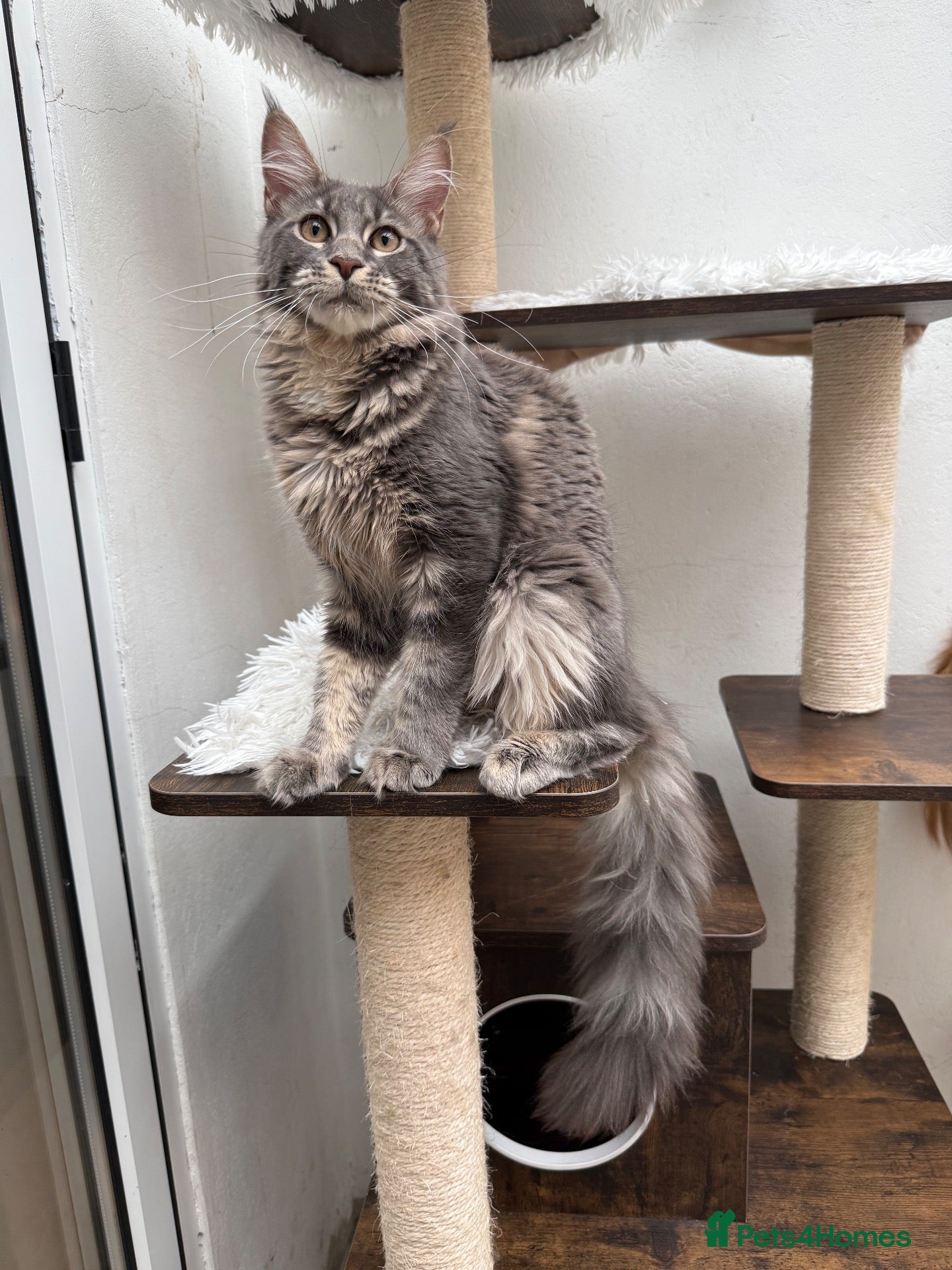 Maine Coon cats Pedigree Massive TICA registered kittens  - Advert 2