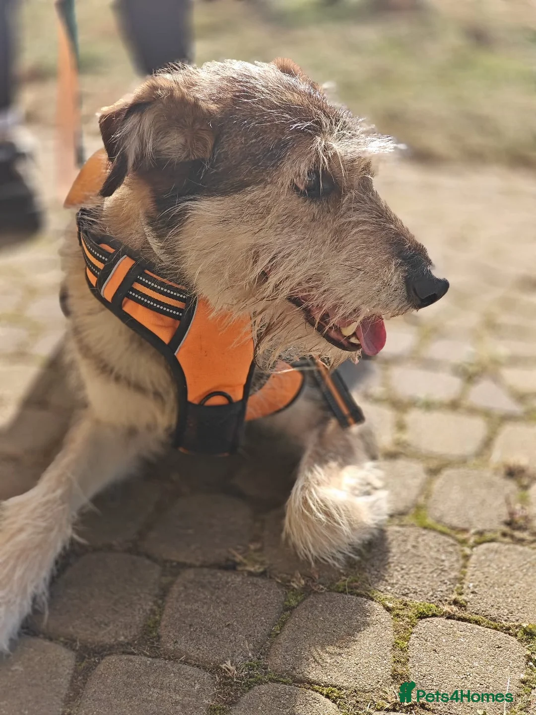 Mixed Breed dogs for adoption: ❤️OXY❤️Large• Scruffy •Gentle • Playful • Loving - Advert 19