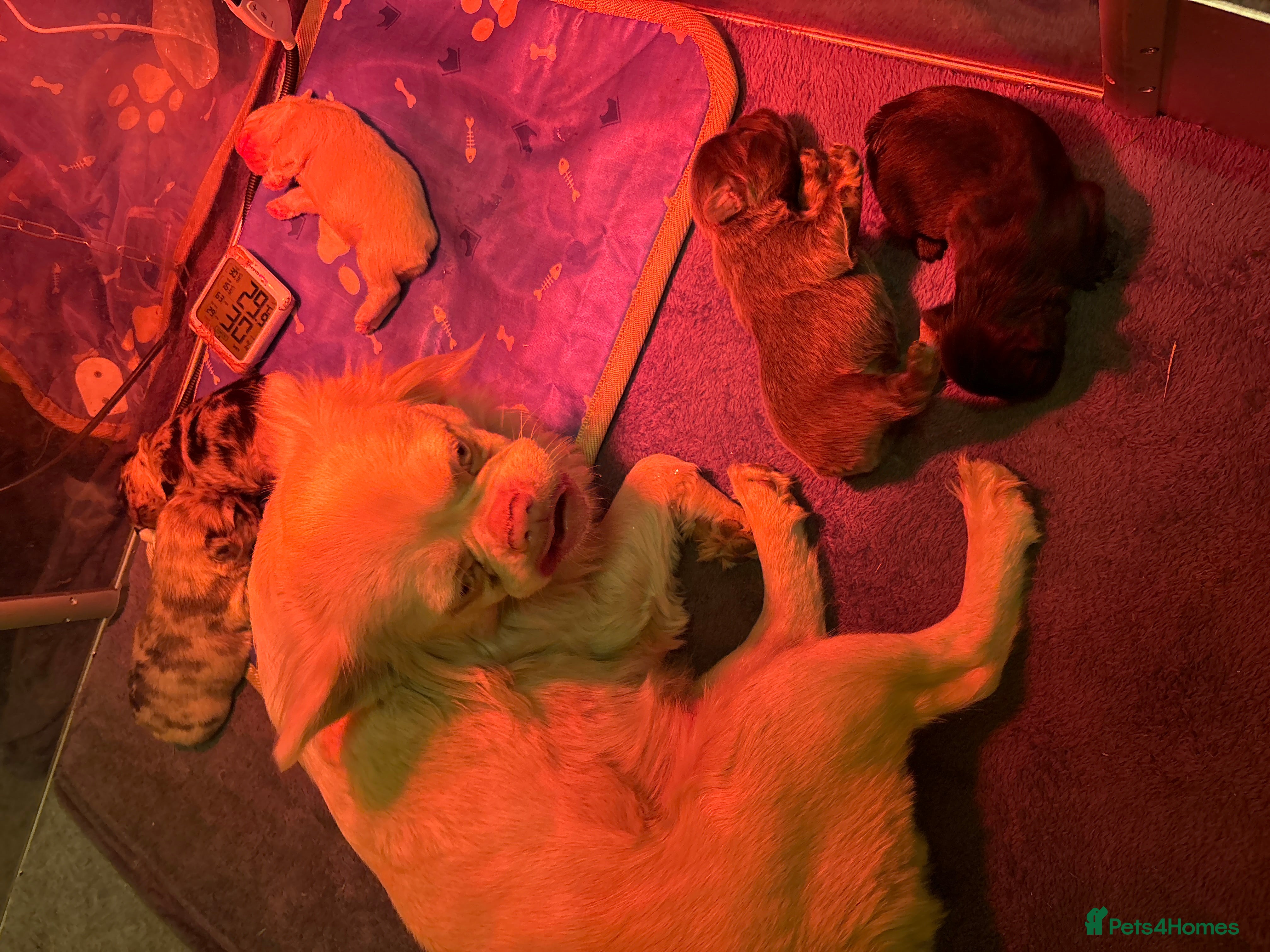 French Bulldog dogs Cutest exceptional fluffy French bulldogs  - Advert 2