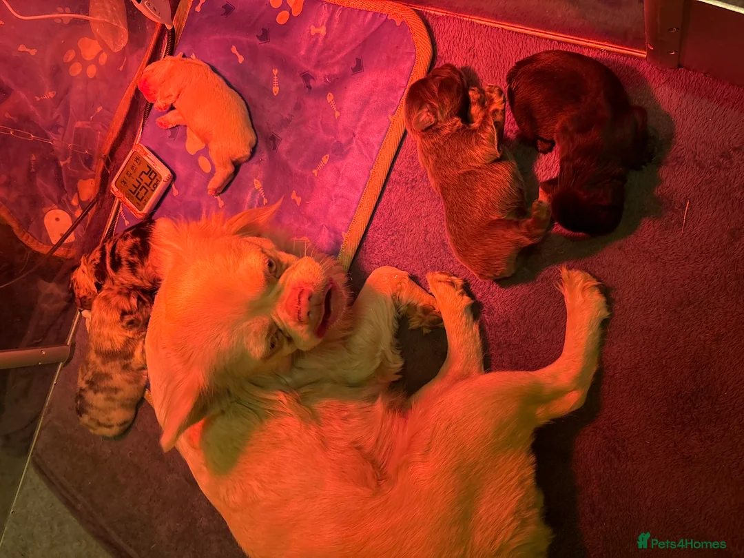 French Bulldog dogs for sale: Cutest exceptional fluffy French bulldogs  in Weston-super-Mare - Advert 2