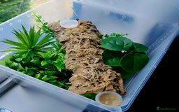 Gecko reptiles for sale: Crested  - Image 8