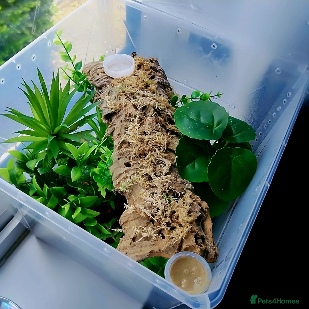 Gecko reptiles for sale: Crested  - Image 8