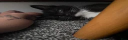 Mixed Breed cats for sale: Tuxedo kittens ready for thier new homes  - Advert 7