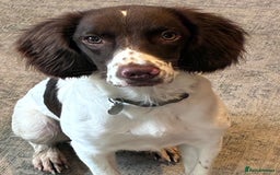 Mixed Breed dogs for adoption: Rots adorable 8 mthold Bouncy Springer Spaniel Pup - Image 1
