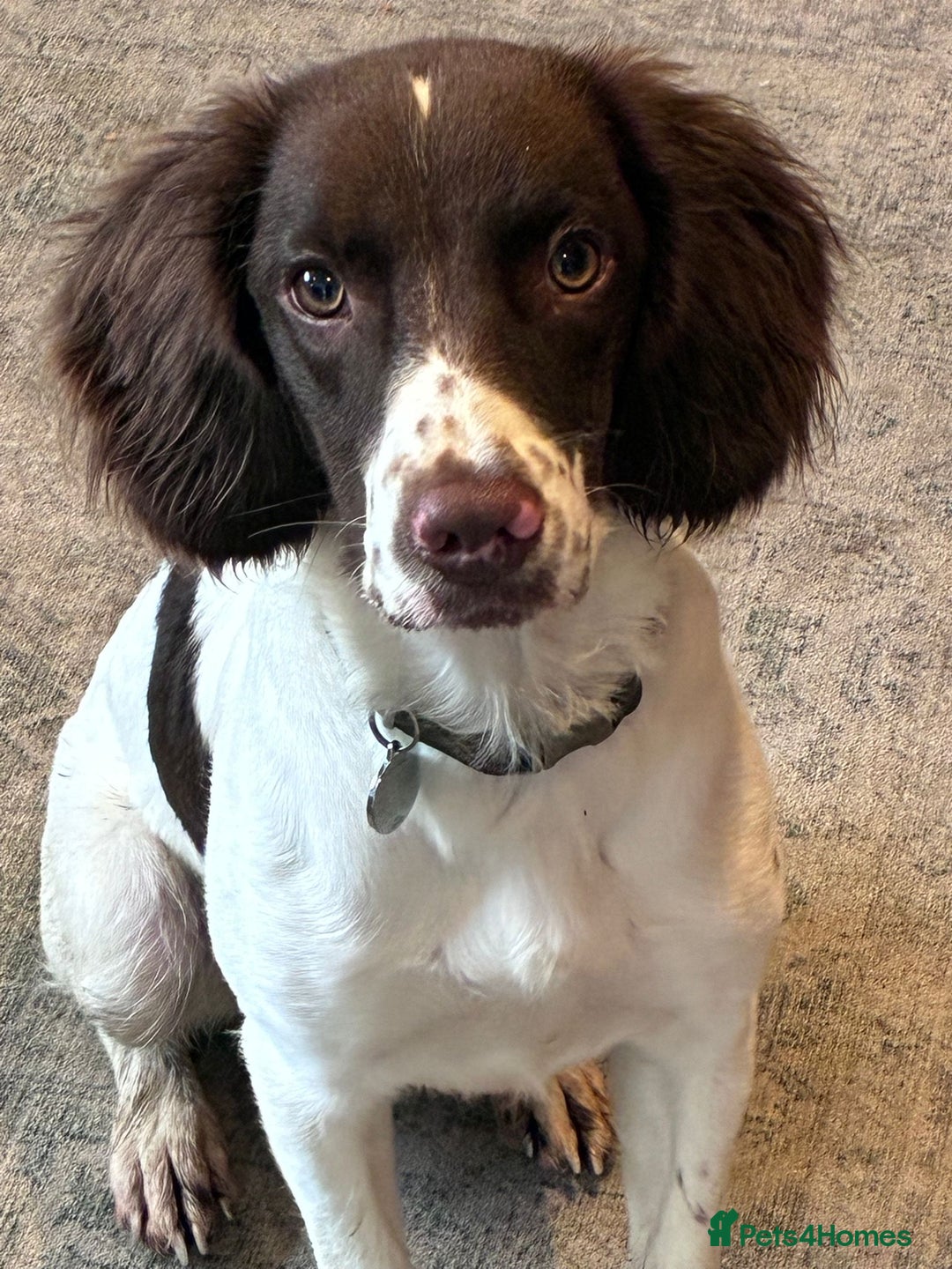 Mixed Breed dogs for adoption: Rots adorable 8 mthold Bouncy Springer Spaniel Pup - Image 1