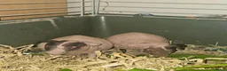 Guinea Pig rodents for sale: 4 male skinny pig boars - Advert 13
