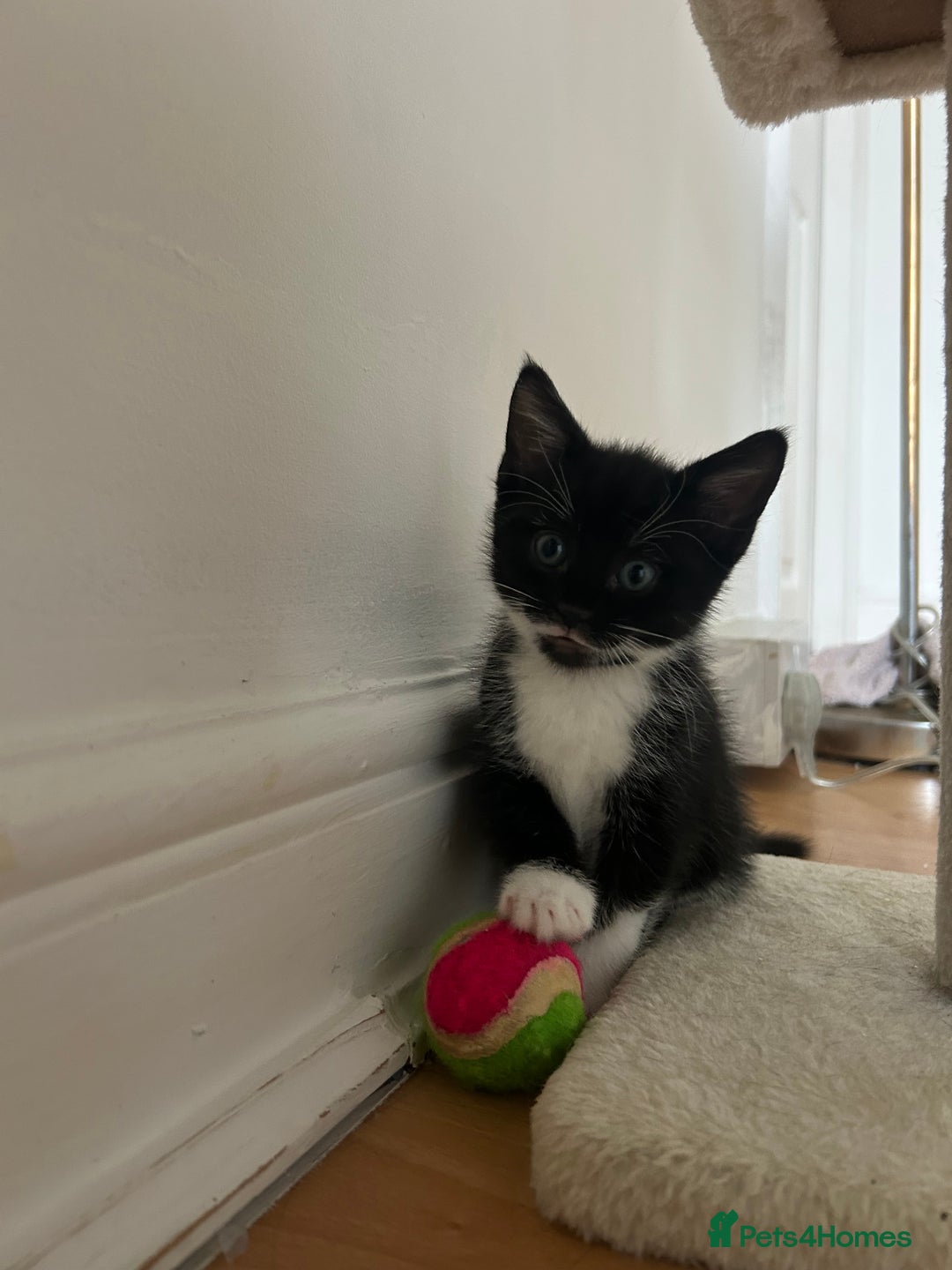 Mixed Breed cats for sale: Beautiful healthy kittens 1x Male and 2x female  - Image 18