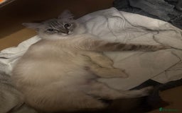 Ragdoll cats for sale: Beautiful Male Ragdolls – Champion Bloodlines - Image 10