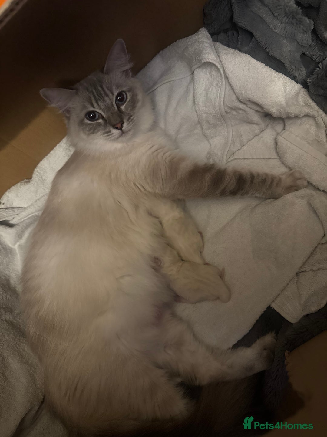 Ragdoll cats for sale: Beautiful Male Ragdolls – Champion Bloodlines - Image 10