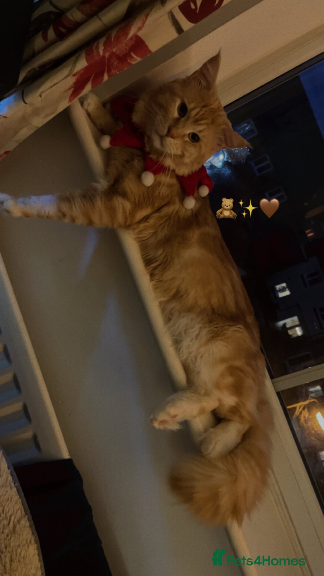 Maine Coon cats for sale: Gorgeous maincoone boy ginger/white  - Advert 5