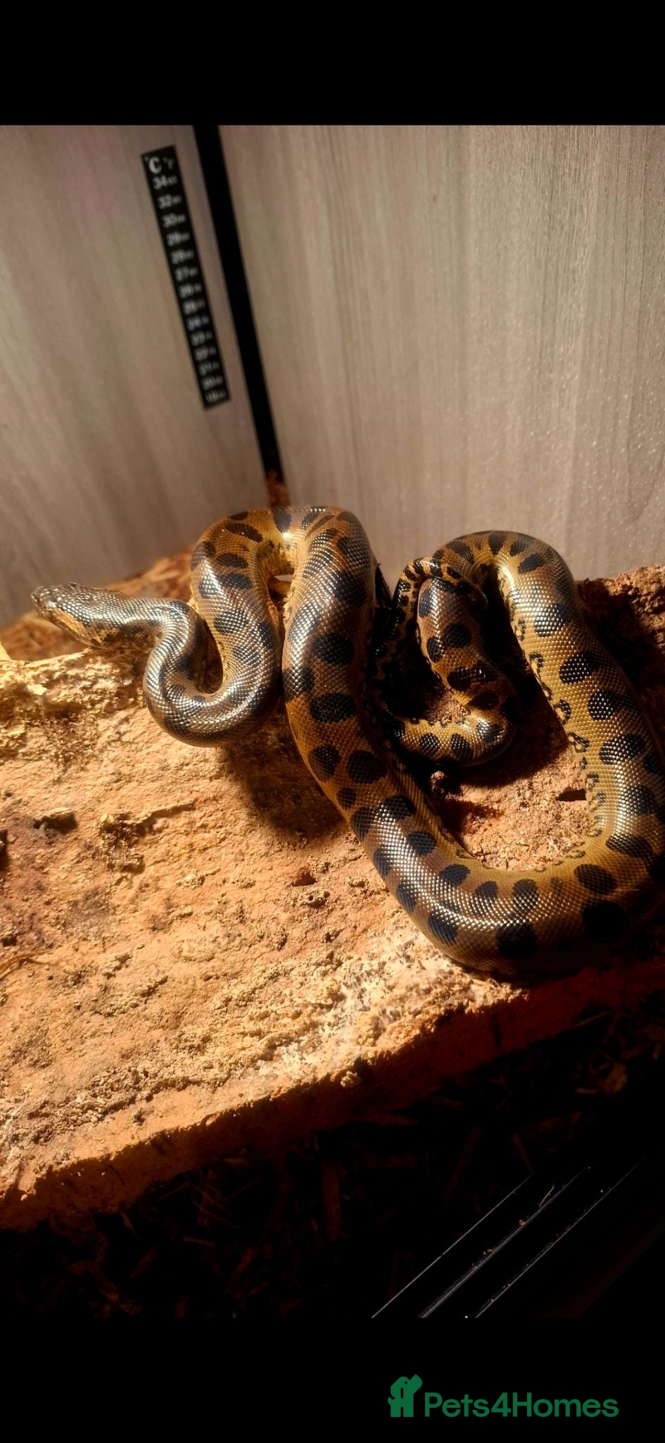 Snake reptiles 1.2 CB GREEN ANACONDA'S (MUST LOOK!)  - Advert 1