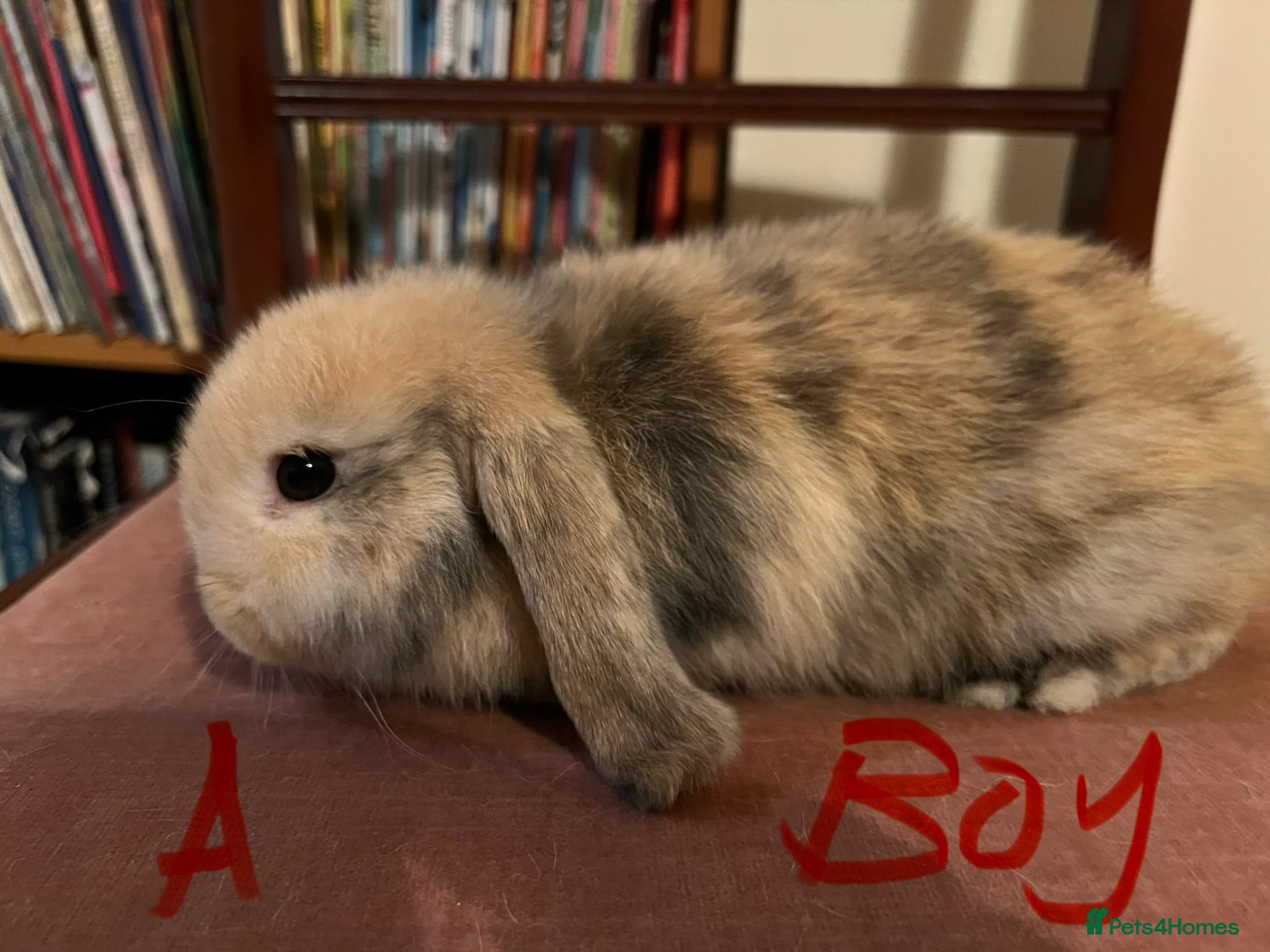 Mini Lop rabbits Beautiful Mini Lop Babies - Advert 2
