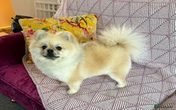 Pomeranian dogs for stud: Pomeranian Stud 1yr - Image 4