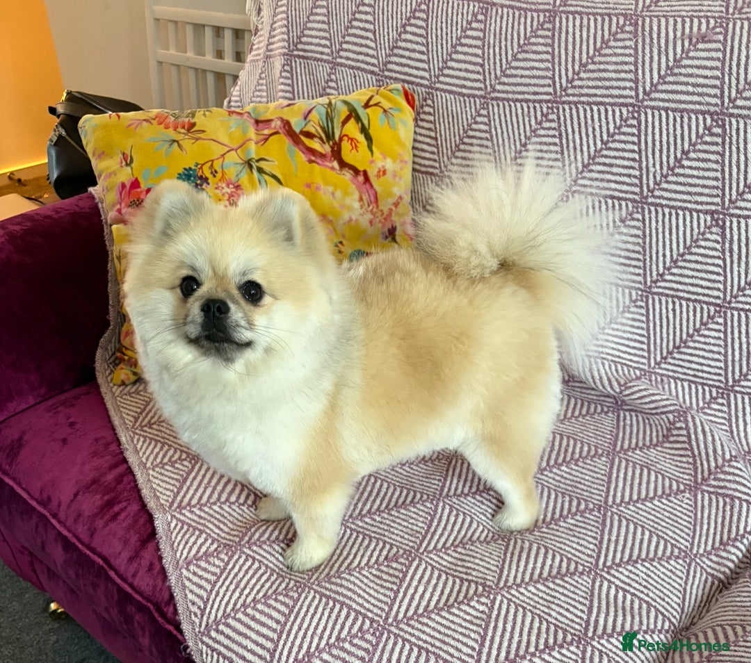 Pomeranian dogs for stud: Pomeranian Stud 1yr - Image 4