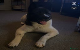 Akita dogs for stud: Akita dog for stud - Image 3