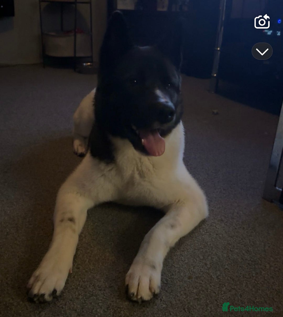 Akita dogs for stud: Akita dog for stud - Image 3