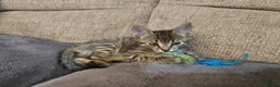Mixed Breed cats for sale: Adorable Grey kittens for sale  - Advert 32