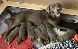 Labrador Retriever dogs for sale: Silver Labrador Puppies for sale  - Image 1