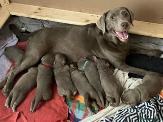 Labrador Retriever dogs for sale - Advert 1