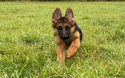 German Shepherd dogs for sale: 25 years experience breeding German Shepherds  - Image 1