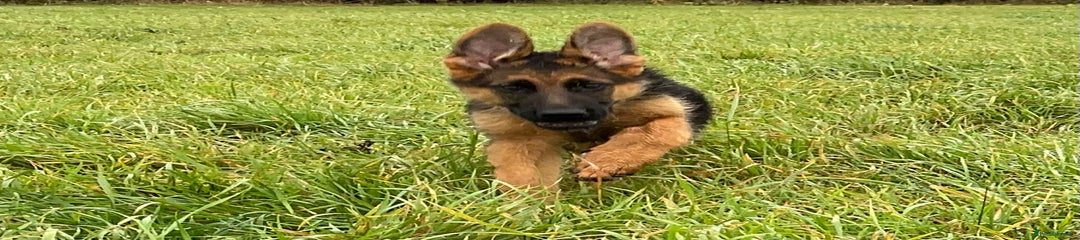 German Shepherd Puppy 1