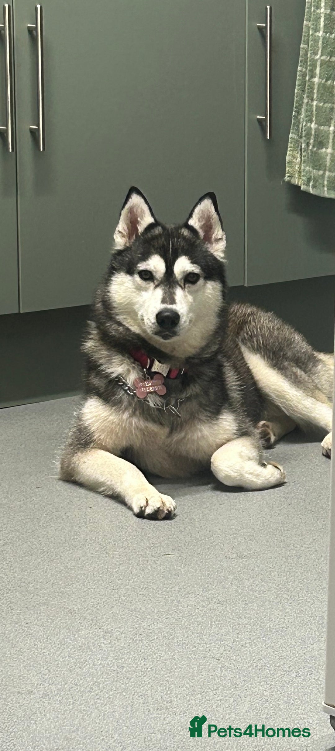 Siberian Husky dogs for sale:  **  Day puppies  - Advert 1