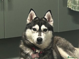 Siberian Husky dogs ** Day puppies - Advert 9