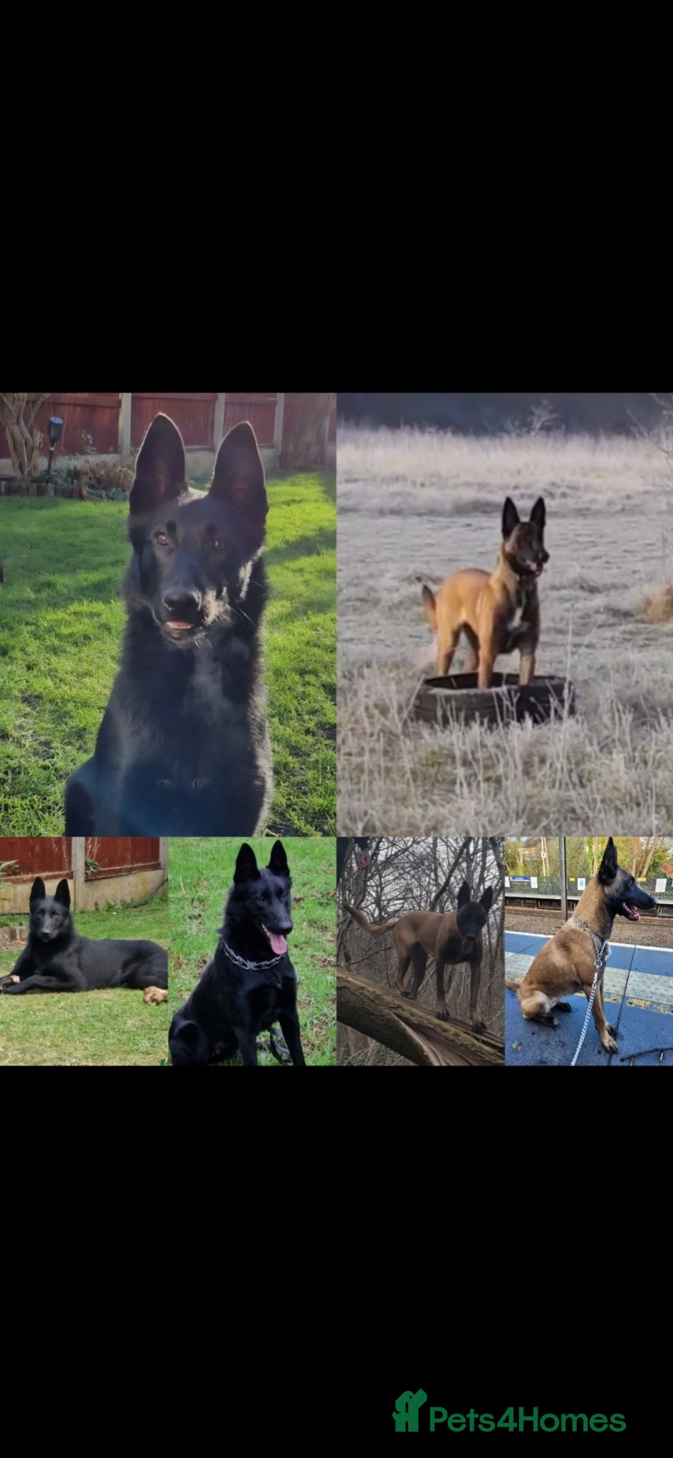 Belgian Shepherd Dog dogs for sale: Belgian Malinois - Advert 1