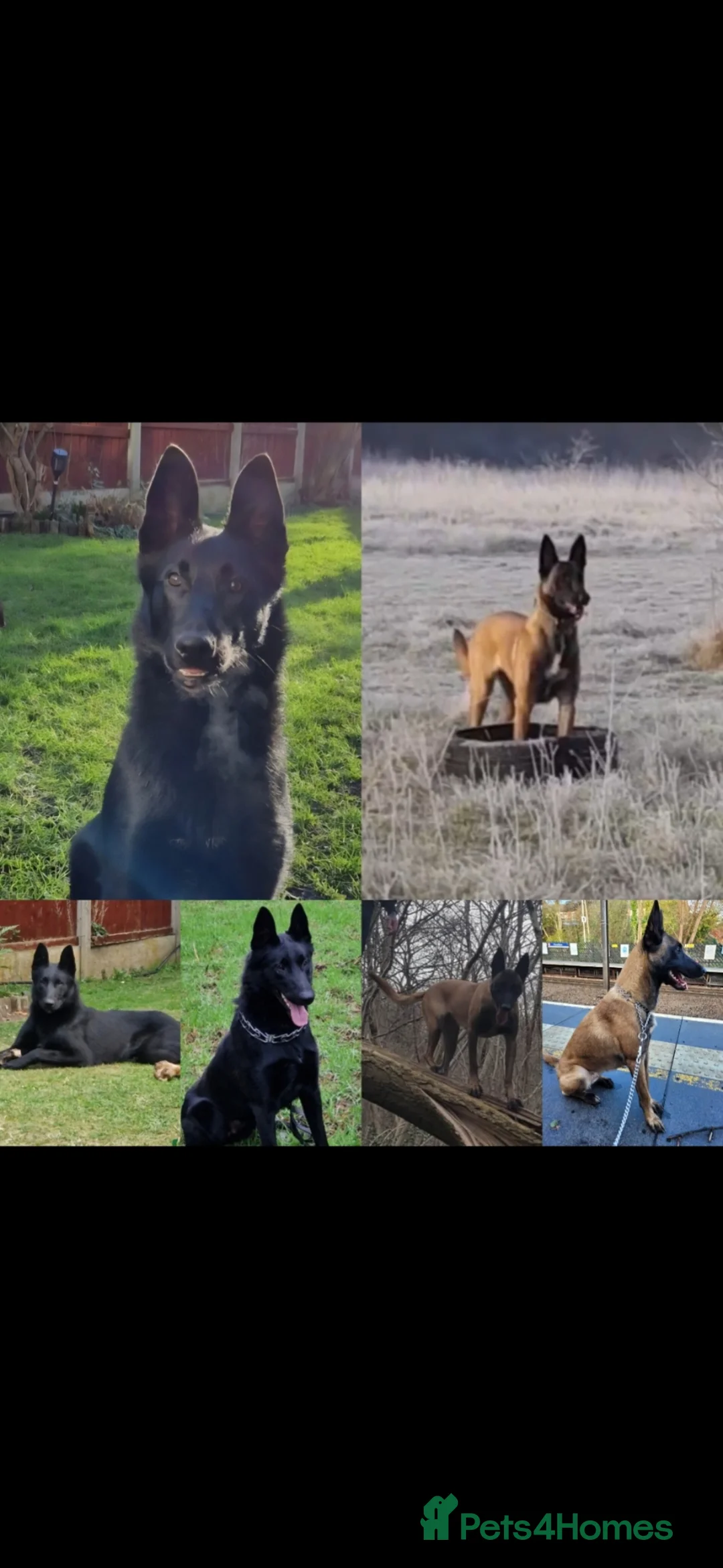 Belgian Shepherd Dog dogs for sale: Belgian Malinois in Goole - Advert 1
