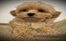 Toy Poodle dogs for sale: 🌟 Stunning Champagne Asian Toy Poodle Boy🌟 - Advert 12