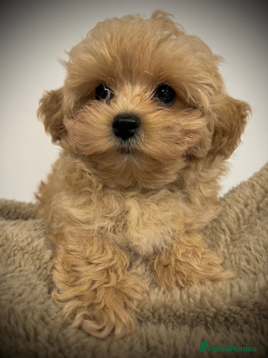 Toy Poodle dogs for sale: 🌟 Stunning Champagne Asian Toy Poodle Boy🌟 - Advert 12
