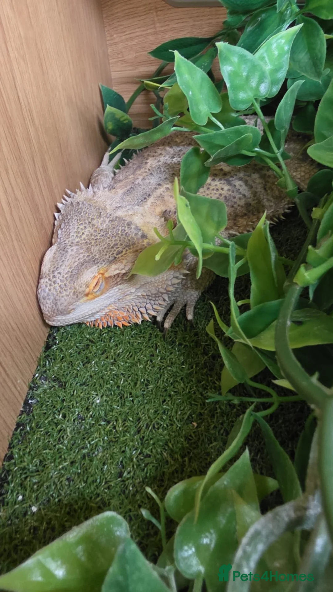 Bearded Dragon reptiles for sale: Bearded dragon just turned 2 male with 4ft viv - Advert 2