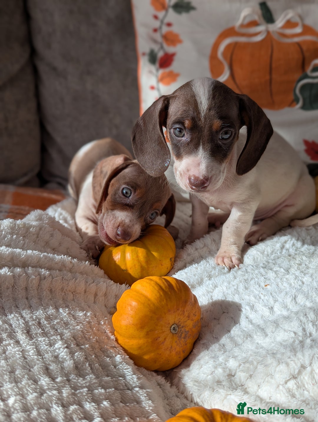 Miniature Dachshund dogs for sale: Miniature dachshund puppies  - Image 13