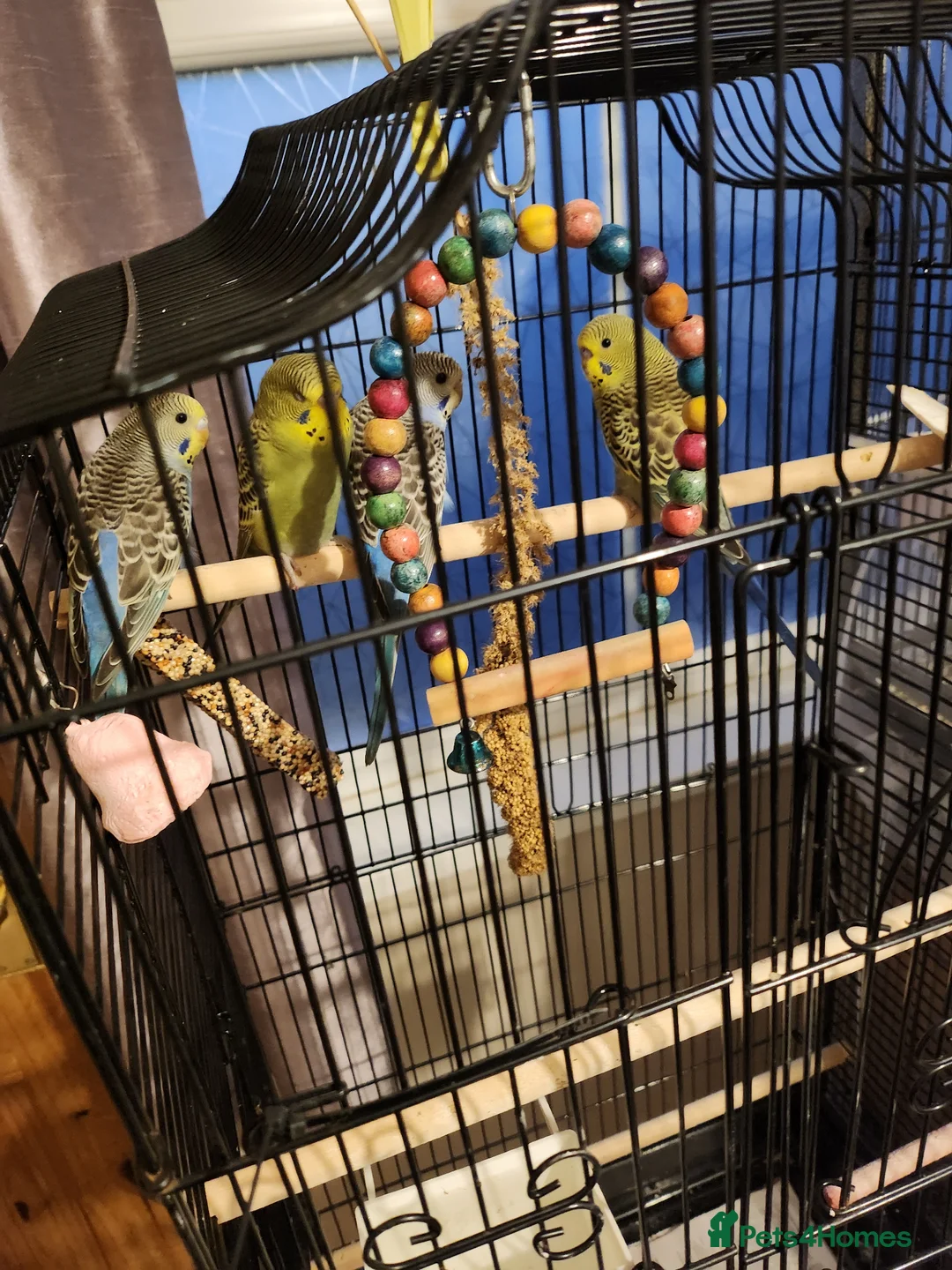 Budgerigars birds for sale: Baby budgies - Advert 10