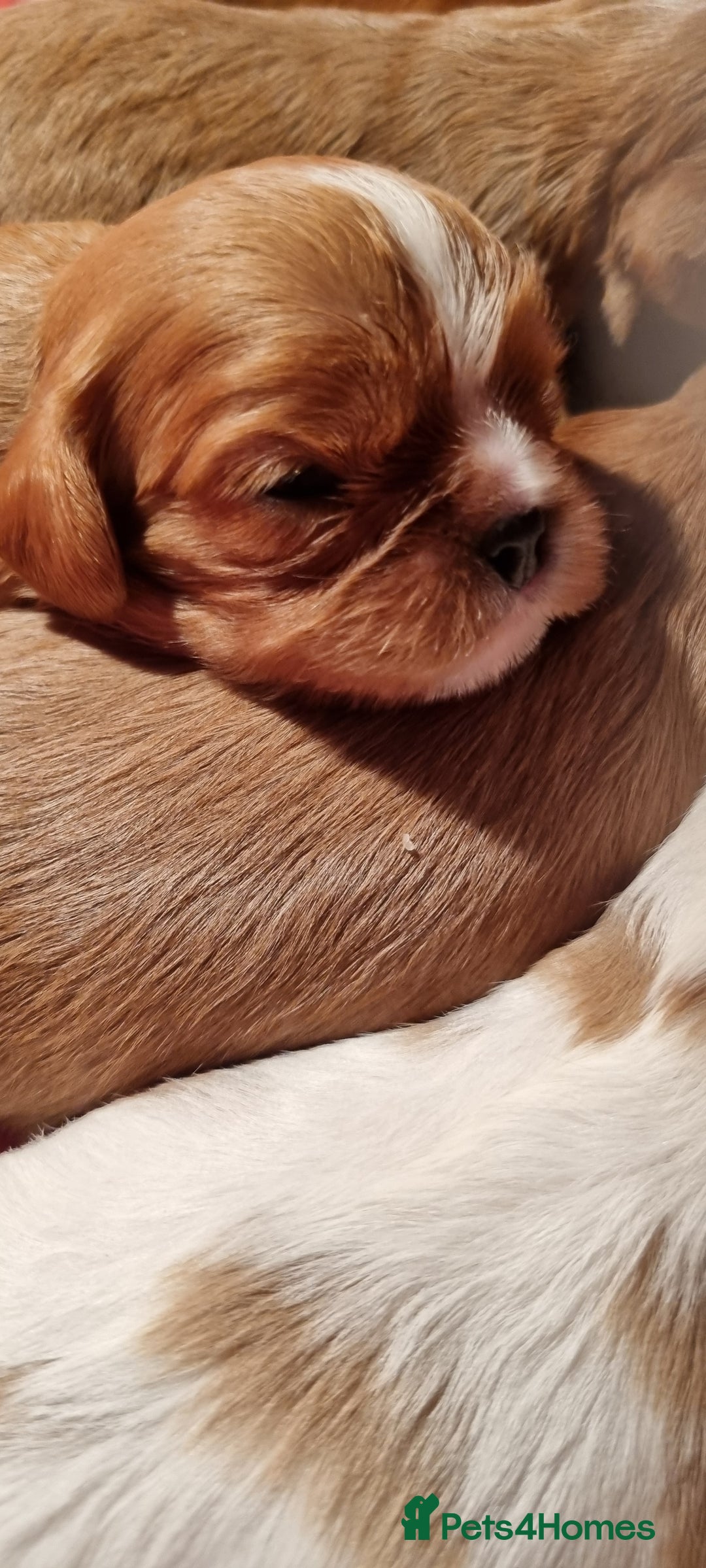 Cavalier King Charles Spaniel dogs for sale: Cavaliers King Charles spaniels - Image 9