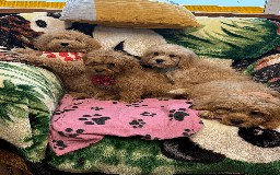 Cavachon dogs for sale: Fluffball Cavapoos ready to go 💕 - Image 21