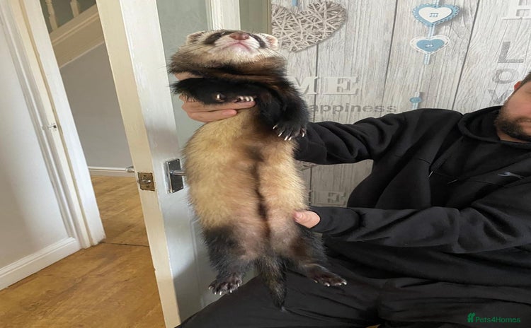 Ferret rodents - Advert 1