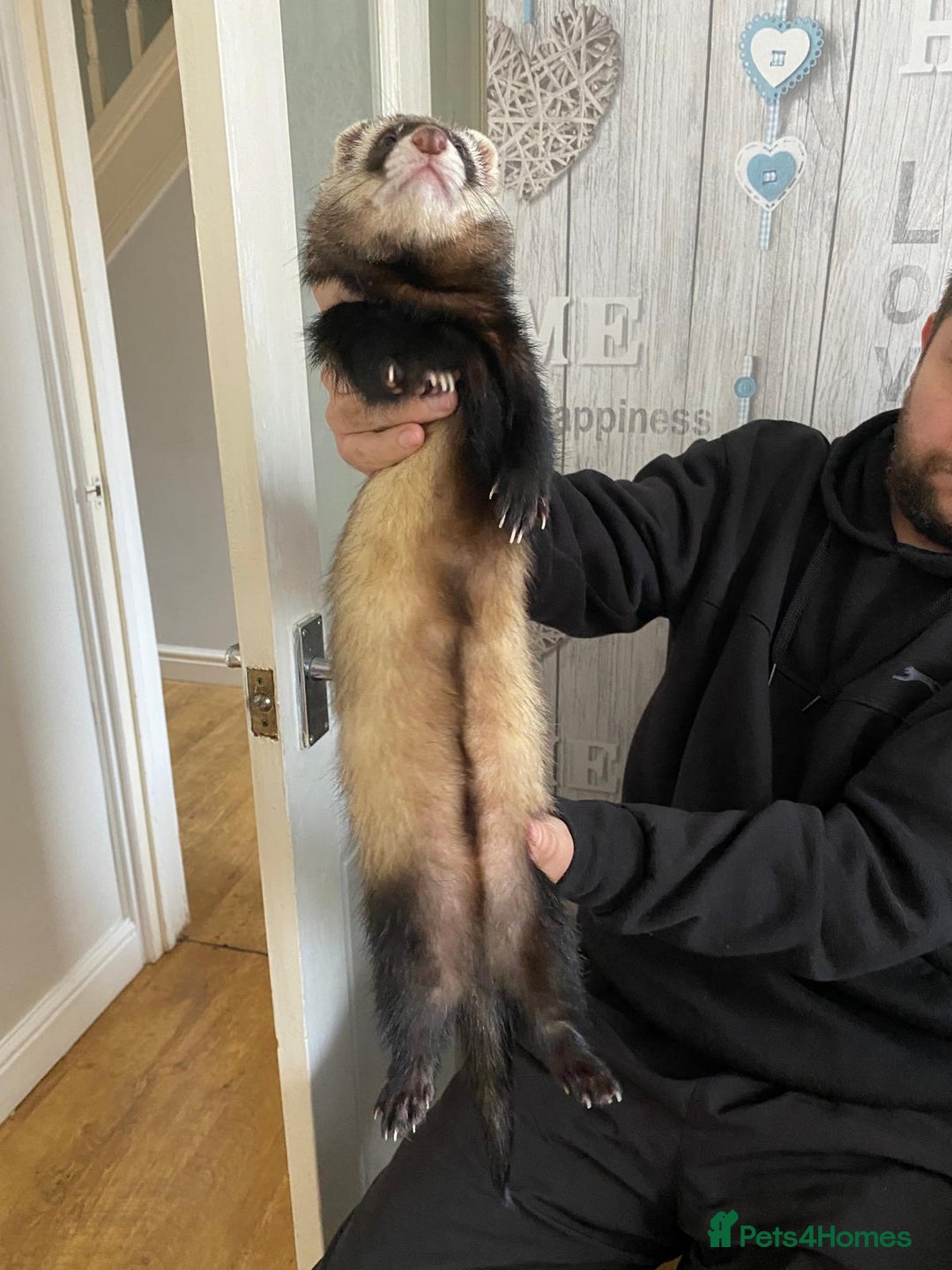 Ferret rodents for sale: Black hob for sale - Image 1