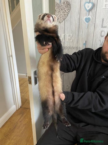 Ferret rodents - Advert 5