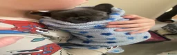 French Bulldog dogs for sale: french bulldog blue  - Advert 8