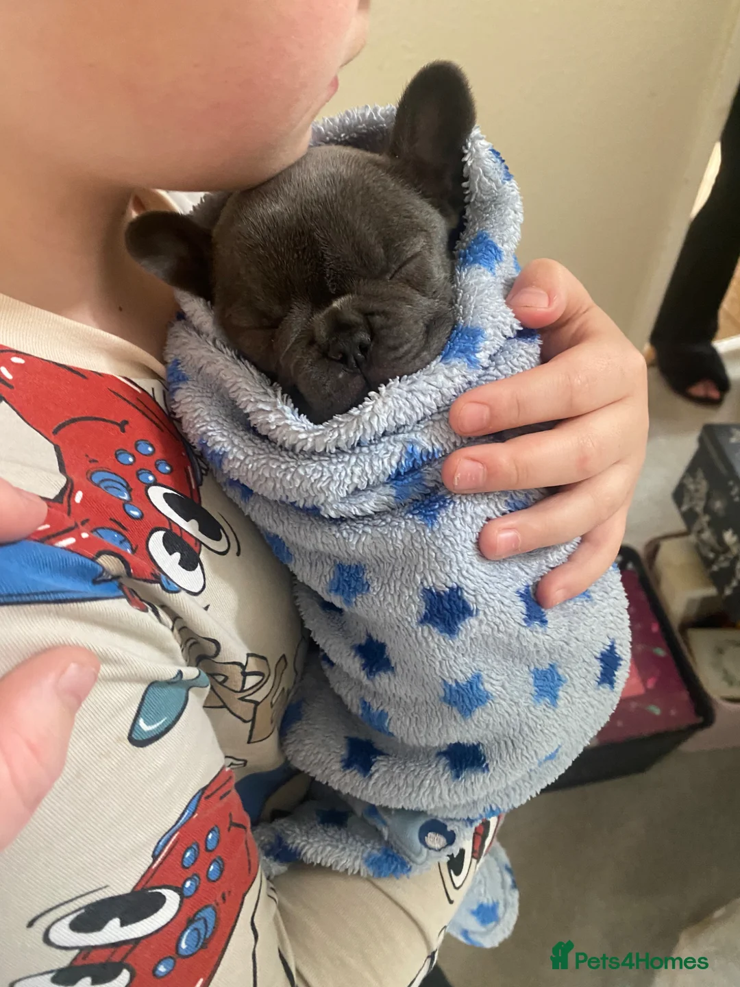 French Bulldog dogs for sale: french bulldog blue  - Advert 8